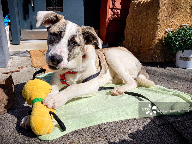 小狗和它最喜欢的玩具图片素材