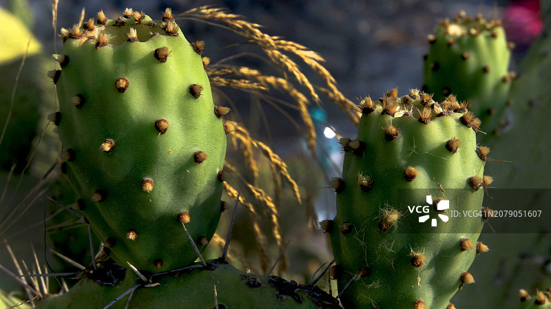 仙人掌特写图片素材