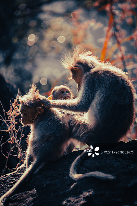 坐在岩石上的长尾叶猴特写，印度泰米尔纳德邦图片素材