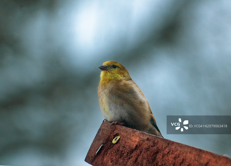 美国密歇根州木头上栖息的鸣雀特写图片素材