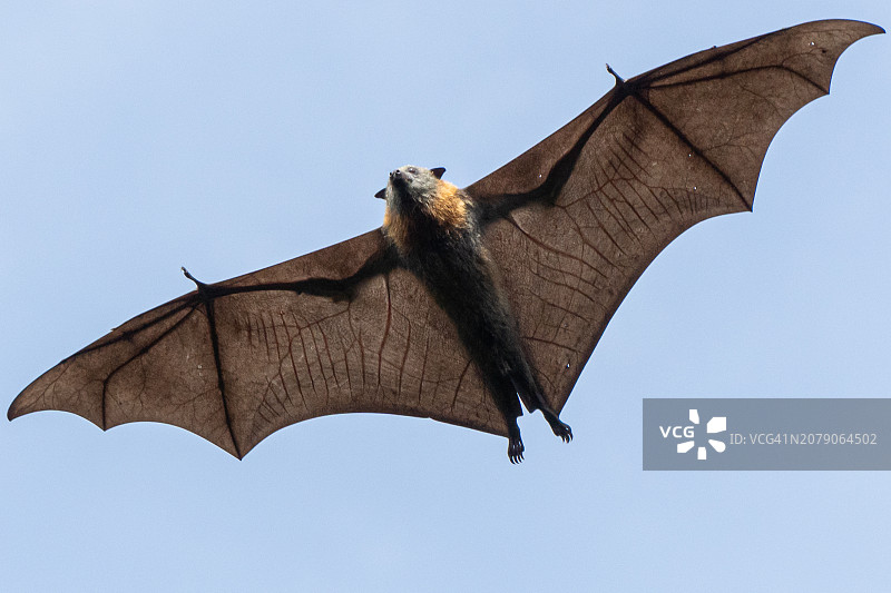 晴空下飞鸟的仰视角度图片素材