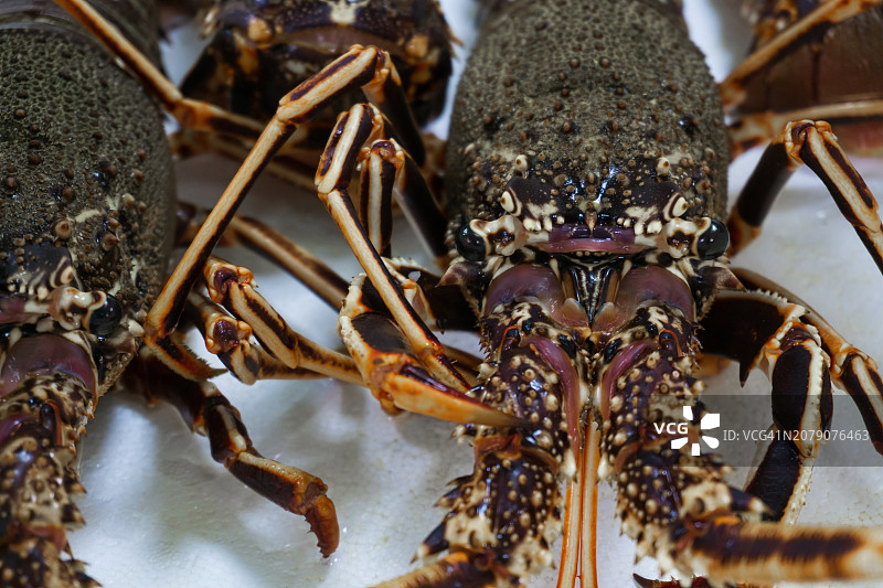 桌子上的螃蟹特写图片素材