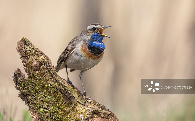 蓝喉歌鸲栖息在树上的特写，圣彼得堡，俄罗斯图片素材