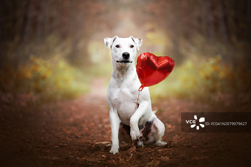 狗狗站在路上的肖像图片素材