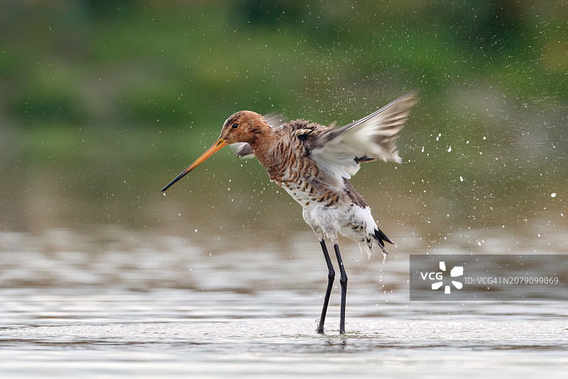 在湖面上飞行的鹬鸟特写图片素材
