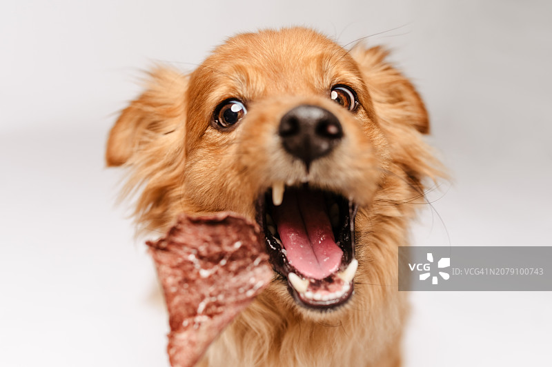 白色背景下吐舌头的狗狗特写图片素材