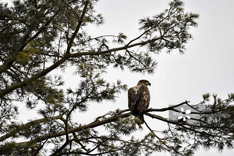 低角度拍摄栖息在美国树枝上的鹰图片素材