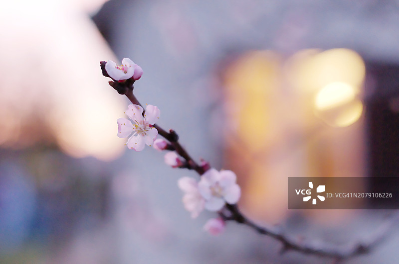 春天粉红色的樱花特写图片素材