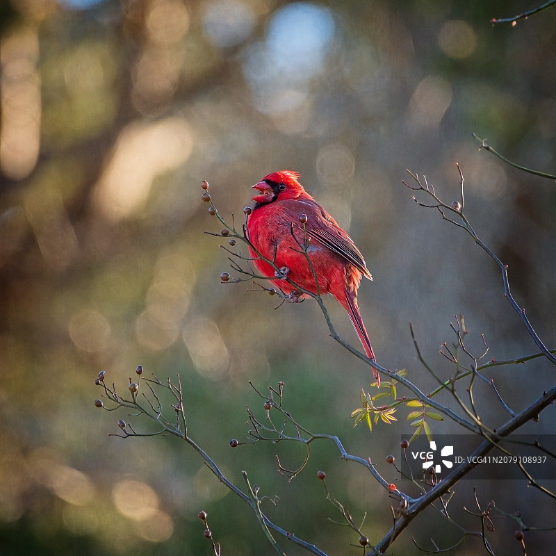 美国马萨诸塞州普利茅斯镇树上的北美红雀特写图片素材