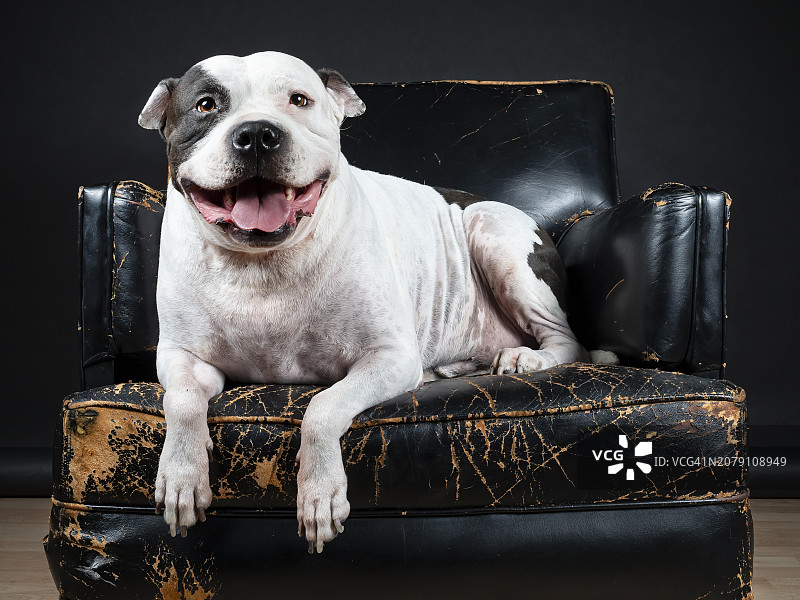 在黑色背景沙发上坐着的纯种斗牛梗肖像图片素材