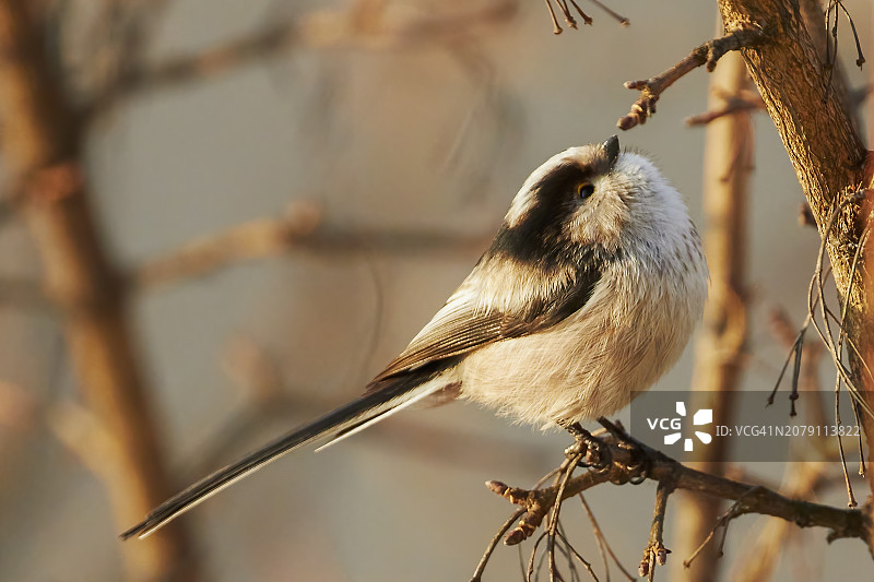 栖息在树枝上的山雀特写图片素材