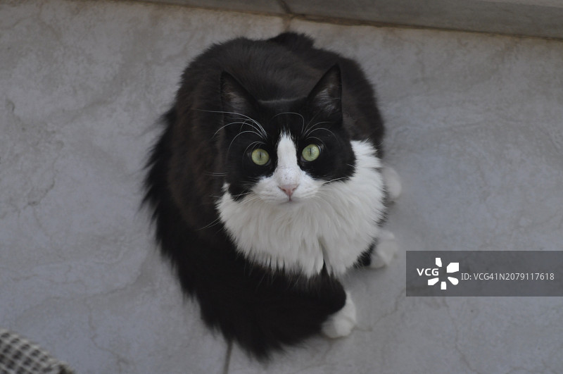 坐在地板上的猫的俯视肖像图片素材