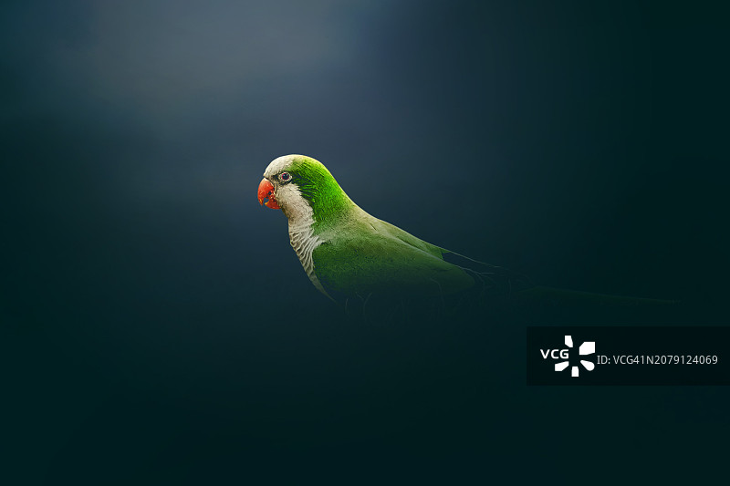 栖息在绿叶上的鹦鹉特写图片素材