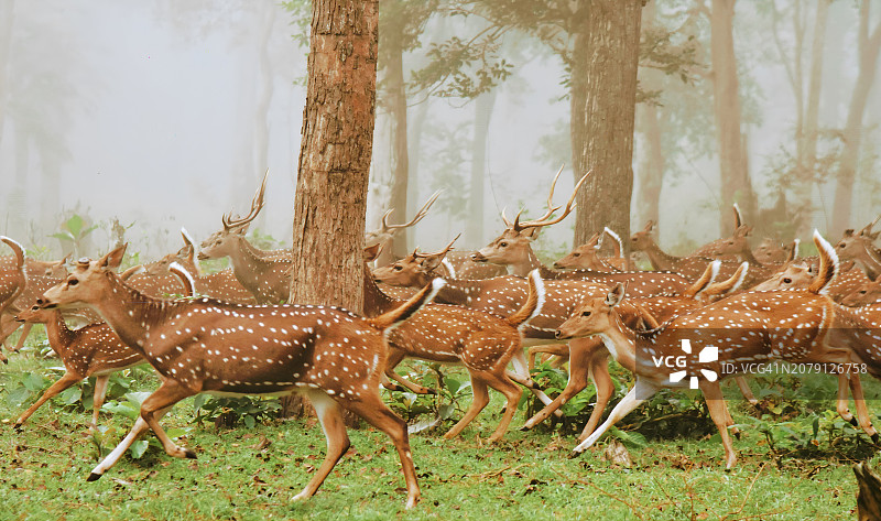 印度卡纳塔克邦纳尔克里森林中的鹿图片素材