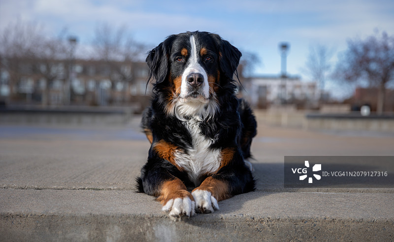 伯恩山纯种圣伯纳犬在挡土墙上图片素材