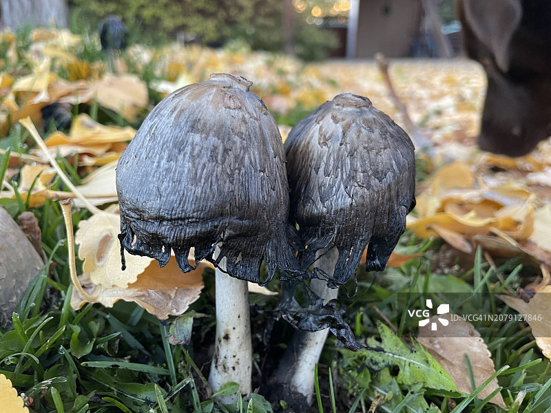 怀俄明州派恩代尔的蘑菇图片素材