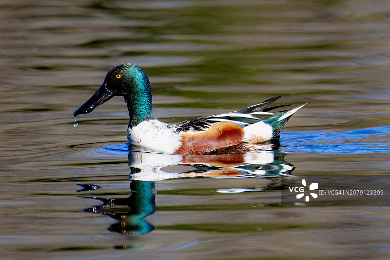 绿头鸭和琵嘴鸭在湖中游泳特写，佐治亚州奥古斯塔图片素材