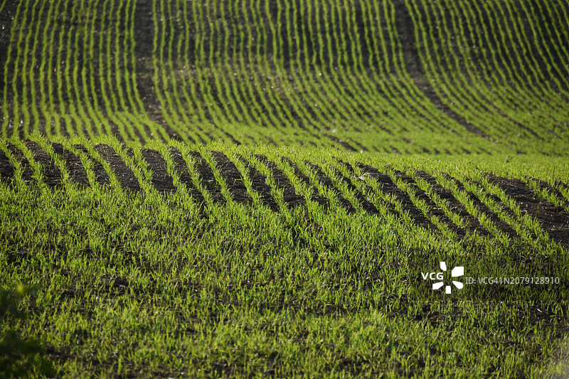 农田的全画幅照片图片素材