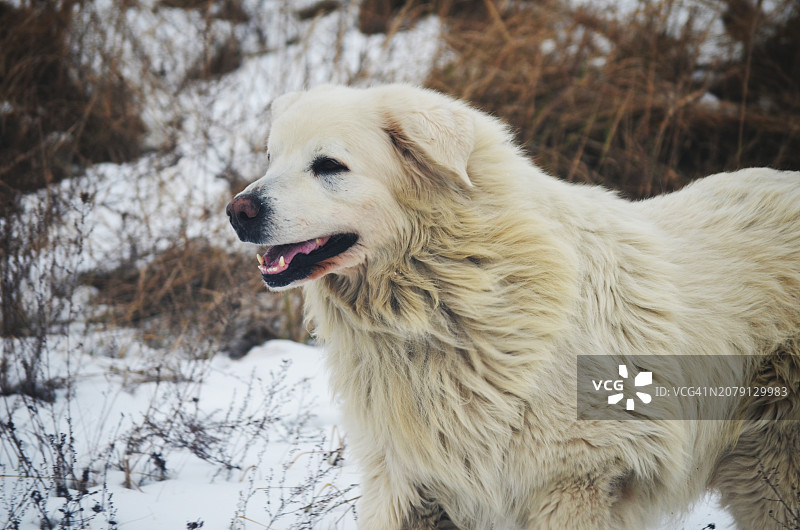 纯种玛瑞玛牧羊犬站在雪地上的侧视图图片素材
