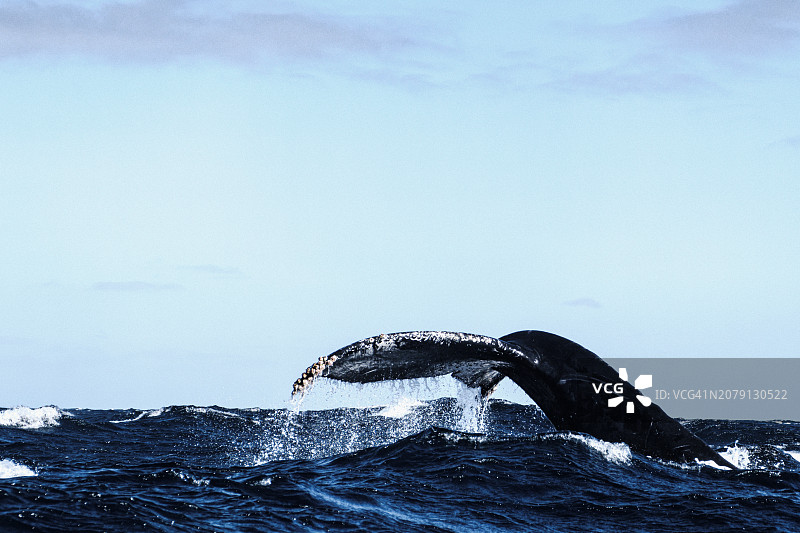 座头鲸在海中游泳的俯视图图片素材