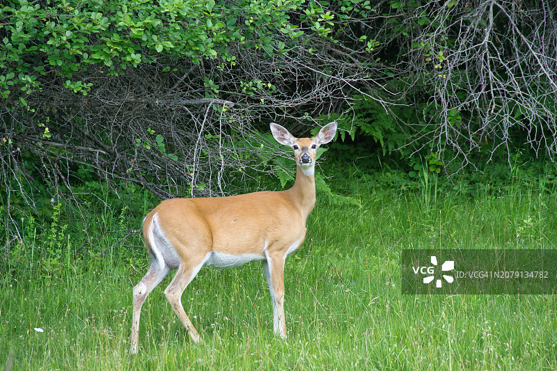 鹿站在田野上的肖像图片素材