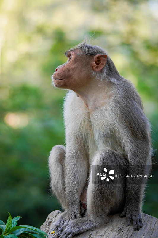 猕猴坐在岩石上的特写镜头图片素材