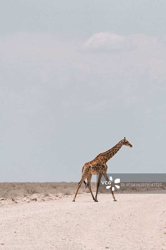 纳米比亚奥沙纳，在田野上行走的⻓颈鹿侧面照图片素材