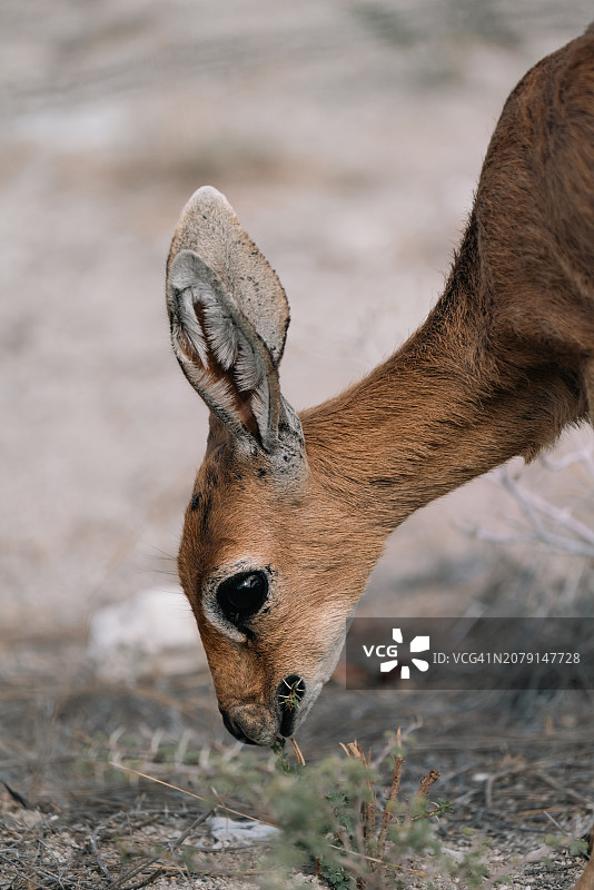 纳米比亚奥沙纳，田野上站立的鹿特写图片素材