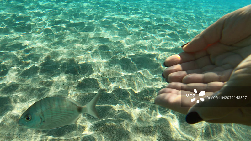 女子在海中拿着鱼图片素材