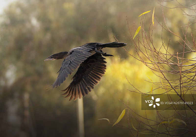 飞翔的猛禽近景，伊拉克杜胡克扎胡图片素材