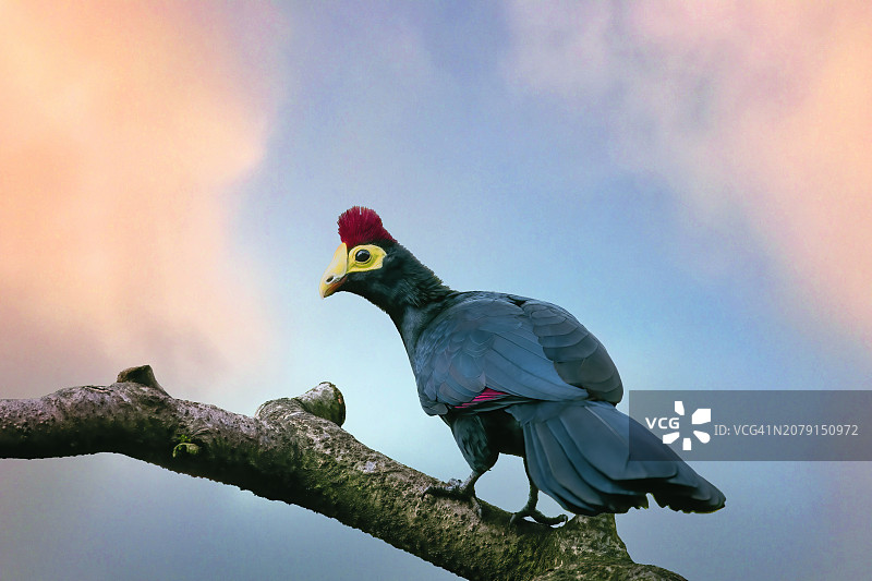 低角度拍摄的松鸡栖息在树上，美国图片素材