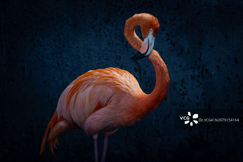 大火烈鸟特写图片素材