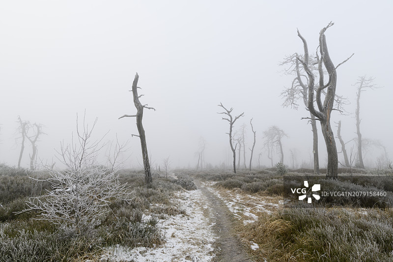 冬天森林里的树木图片素材