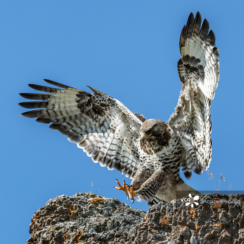 掠食鹰栖息在岩石上，以晴朗的蓝天为背景的低角度视图图片素材
