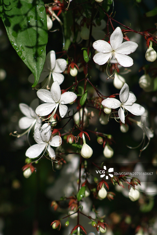 白色开花植物特写图片素材