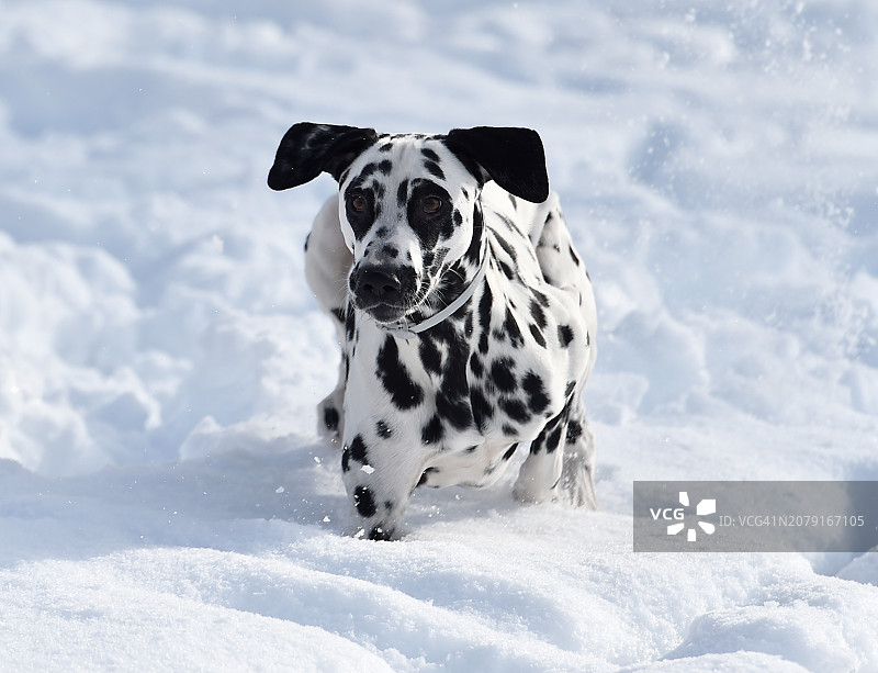 在雪地上行走的斑点狗肖像图片素材