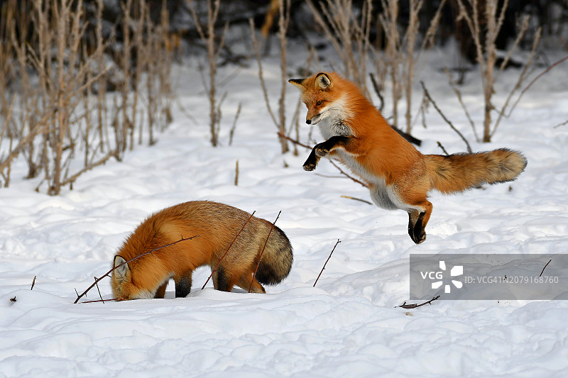 两只狗狗在美国犹他州盐湖城玩雪图片素材