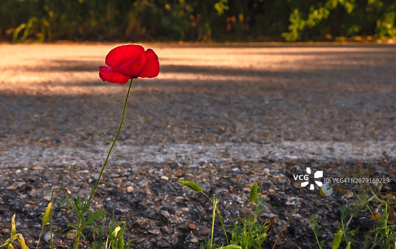 田野中红色罂粟花的特写图片素材
