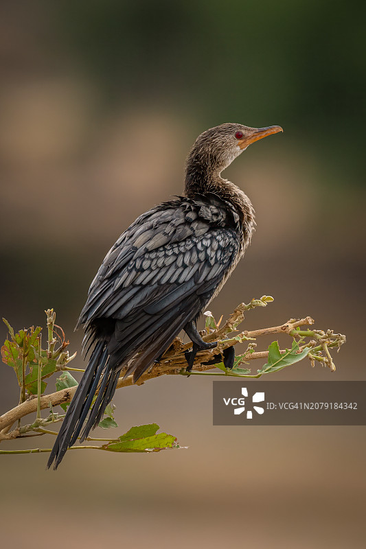 近距离拍摄栖息在树枝上的鸬鹚图片素材