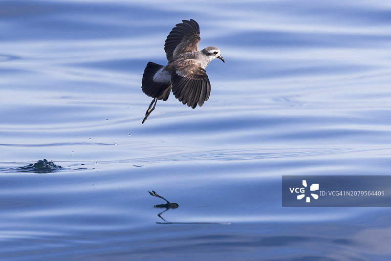 白脸海燕图片素材