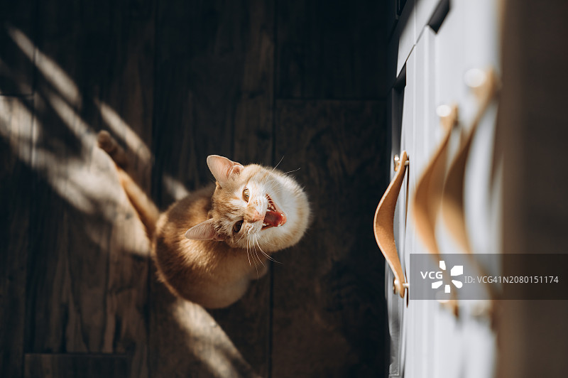 饥饿的猫坐在空碗旁，默默地要食物图片素材
