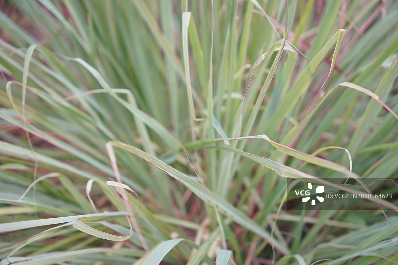 柠檬草图片素材
