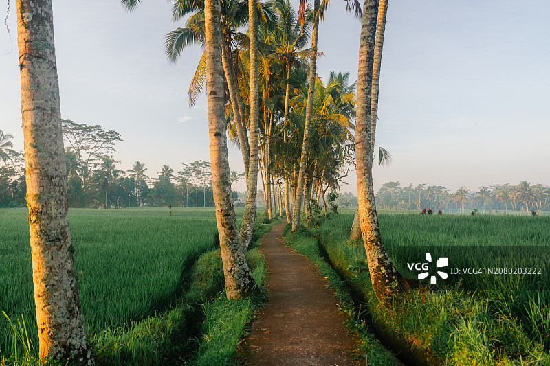 椰林稻田小路图片素材