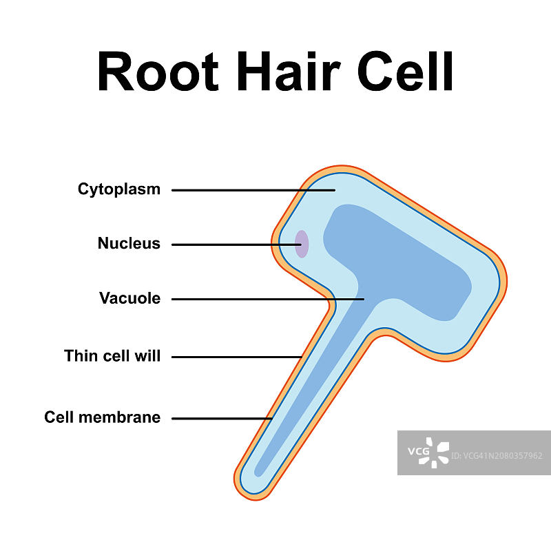 根毛细胞示意图图片素材