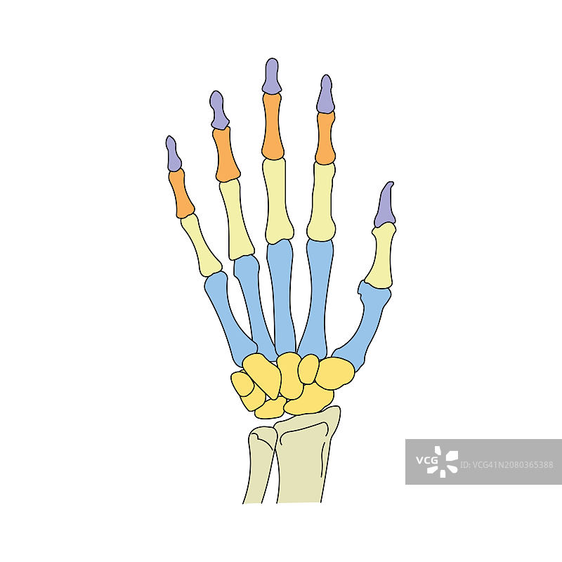 手骨插图图片素材