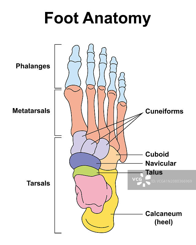 足部骨骼图图片素材