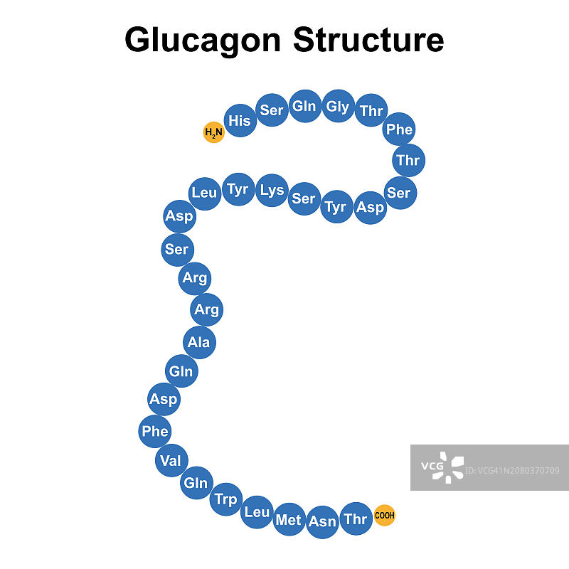 胰高血糖素结构图图片素材