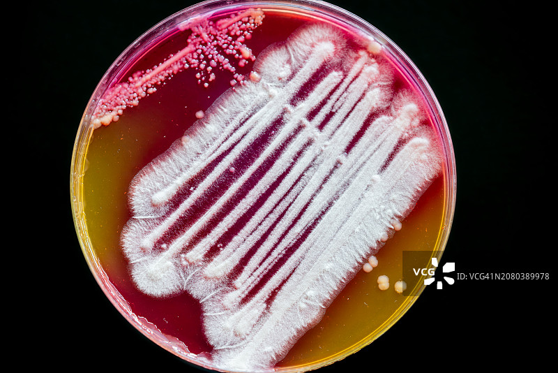 真菌培养图片素材