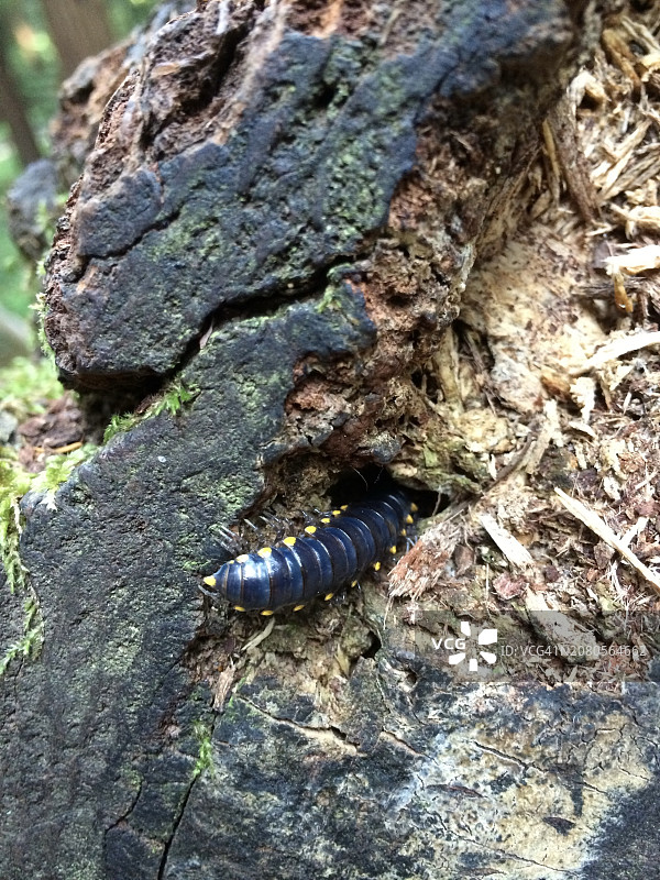 千足虫爬入树缝特写，美国加州缪尔 Woods 国家纪念地图片素材