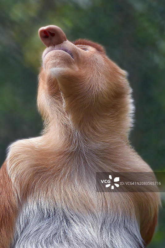 印度尼西亚加里曼丹岛婆罗洲，仰视的雄性长鼻猴特写图片素材